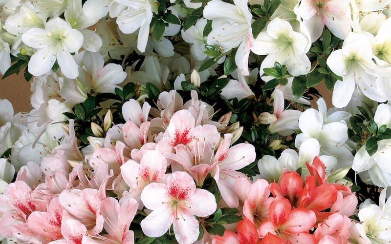Variété 'Meikyō'