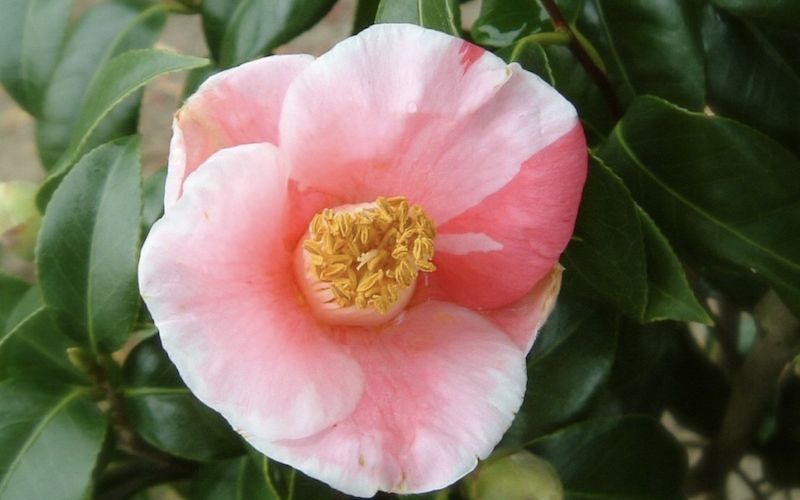 Variété 'Aki-no-yama'