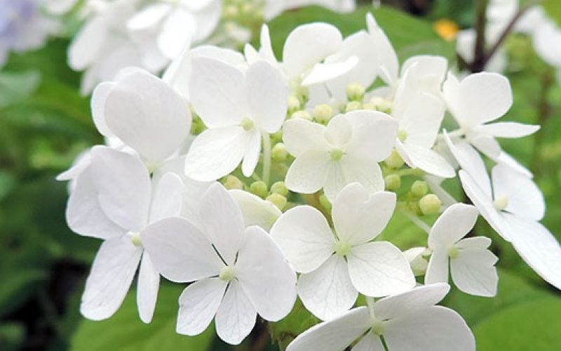 Variété 'Iya-temari'