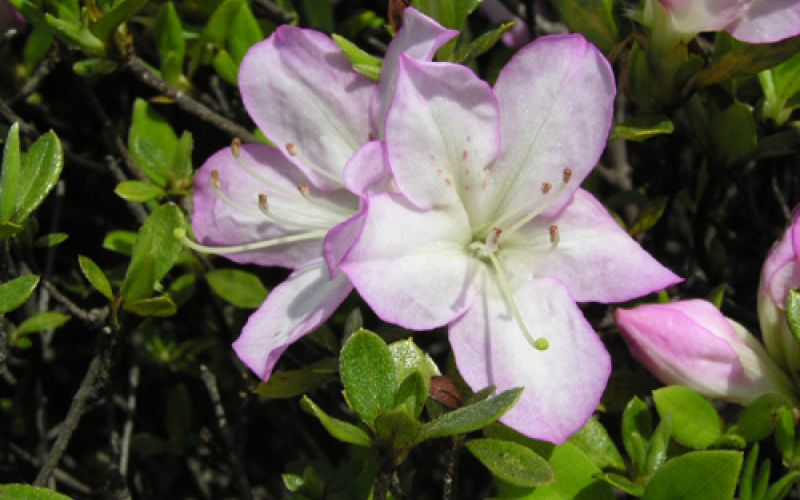 Variété 'Iroha-yama'