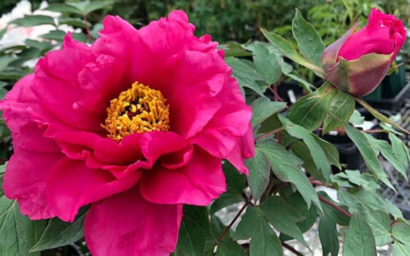 Variété 'Kaō'