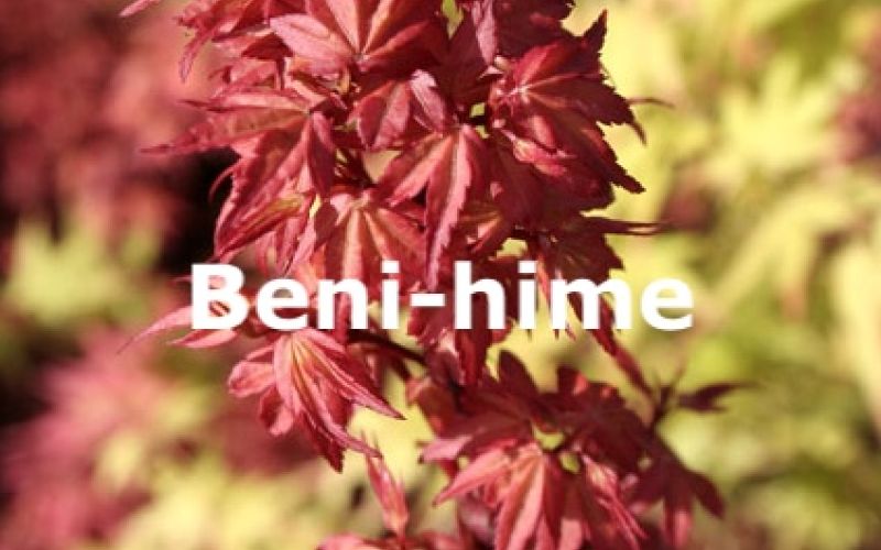 Variété 'Beni-hime'