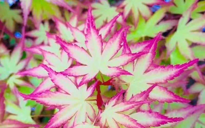 Variété 'Hanami-nishiki'