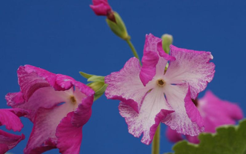 Variété 'Tōchirimen' - Shumidesakurasō©