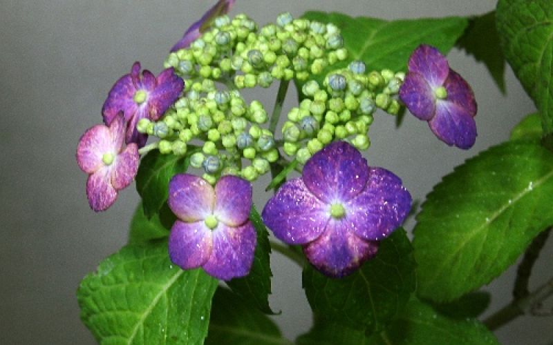 Variété 'Yoi-no-hoshi'