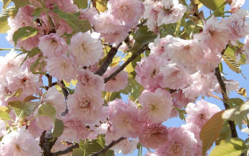 Variété 'Imose', image de The Flower Association of Japan©