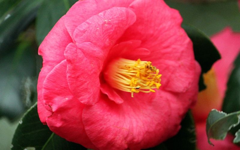 Variété 'Akashigata'