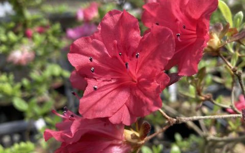 Variété 'Kasane-kagiribi'