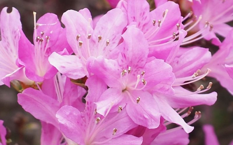 Variété 'Omoi-no-sora'