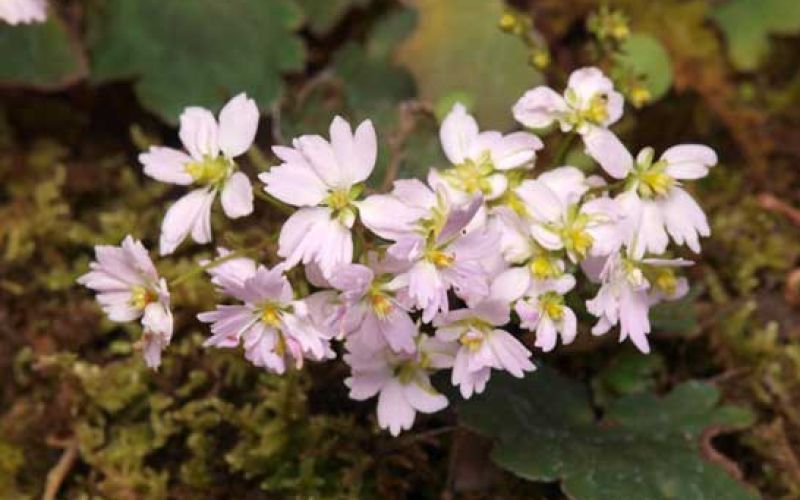 Variété 'Kaguya-hime'