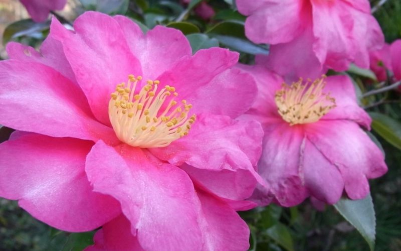 Variété 'Kanjirō'