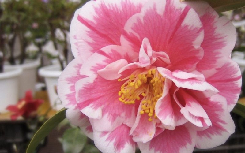 Variété 'Hikaru-Genji'
