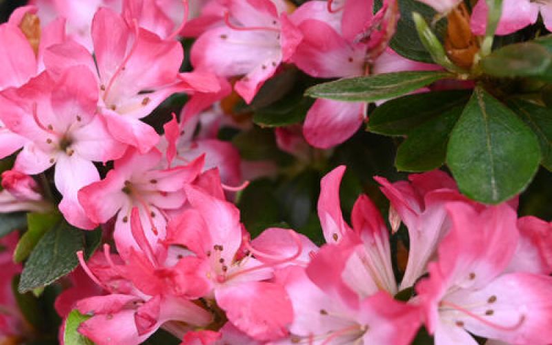 Variété 'Izumi-no-mai'