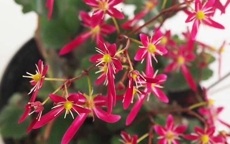Variété 'Akiba'