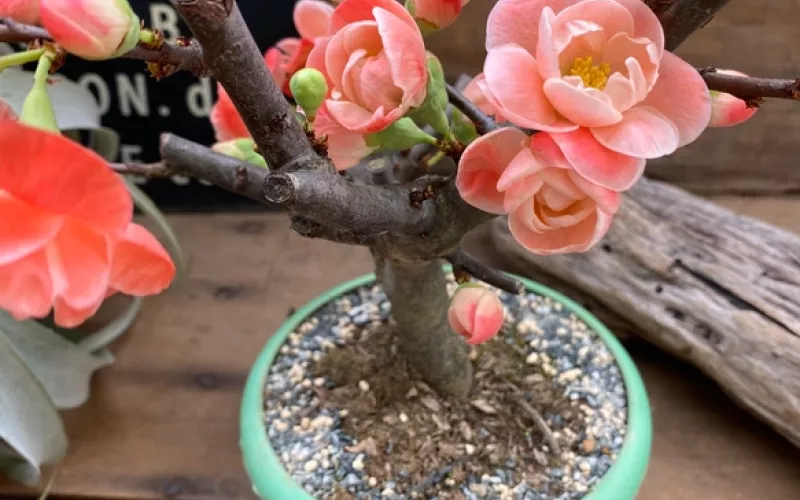 Variété 'Iwai-zakura'