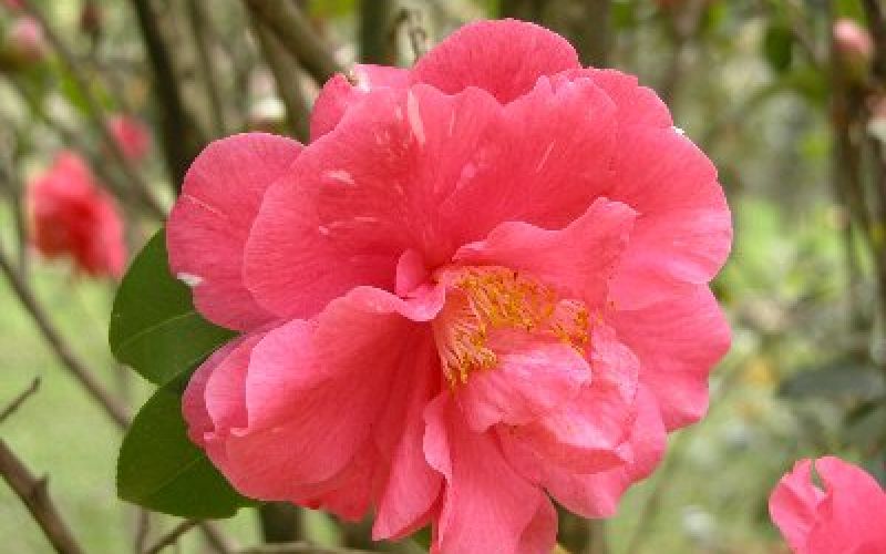 Variété 'Hana-tachibana'