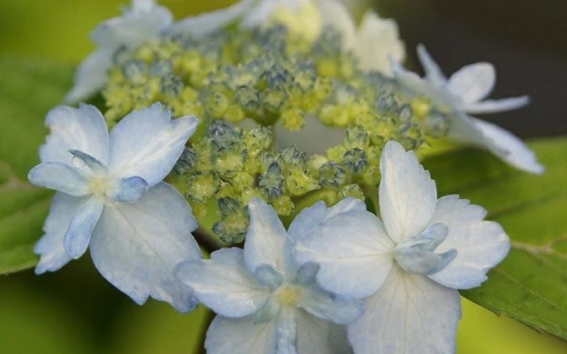 Variété 'Karatsu'
