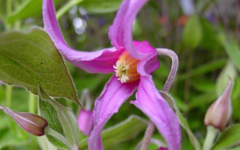 Variété 'Hanajima'