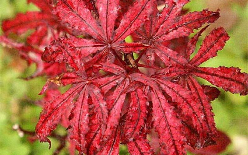 Variété 'Amagi-shigure'