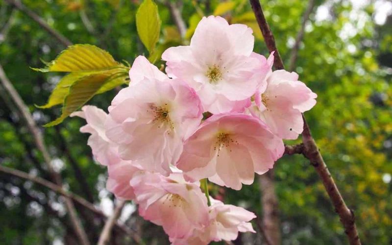 Variété 'Gosho-zakura'