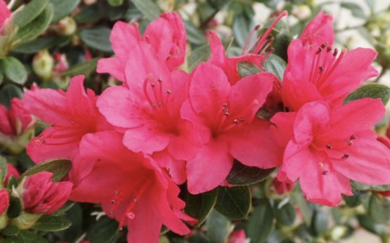 Variété 'Ima-shōjō'