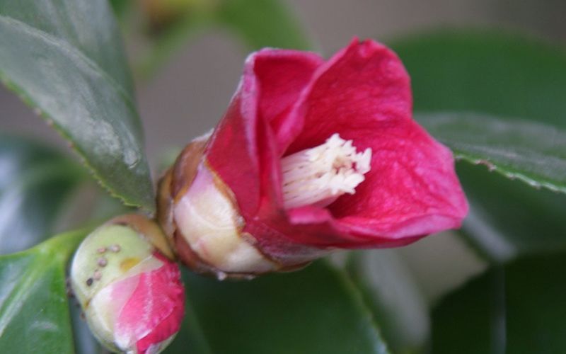 Variété 'Ichiko-wabisuke'