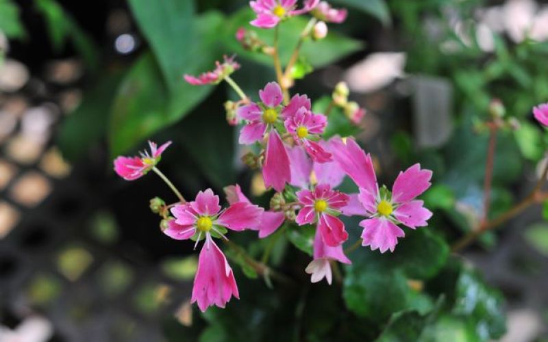 Variété 'Kanade'