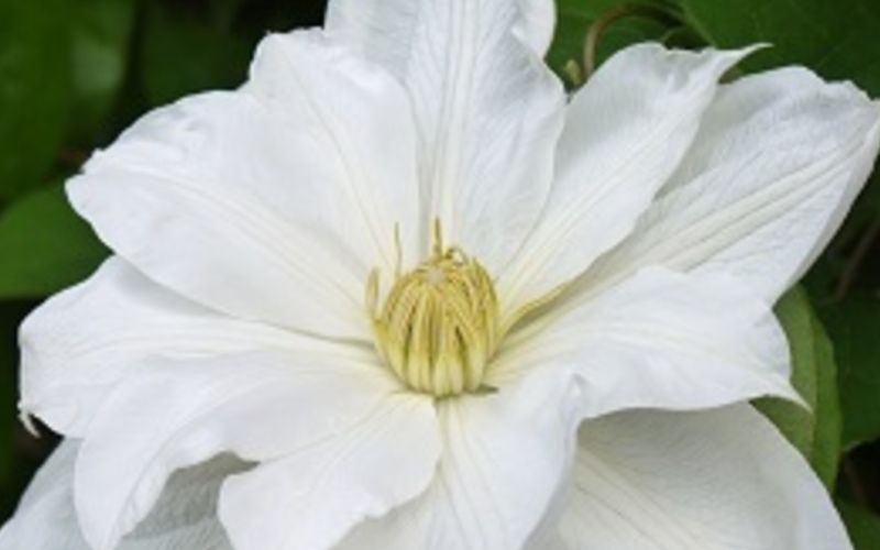 Variété 'Isago'