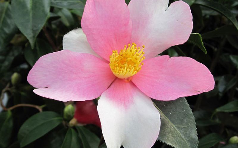 Variété 'Yume', engei-net©