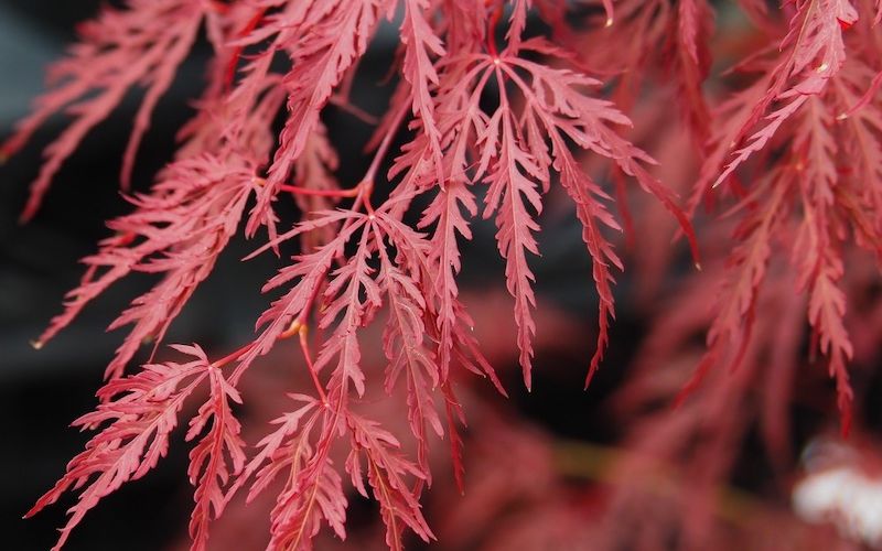 Variété 'Inaba-shidare'