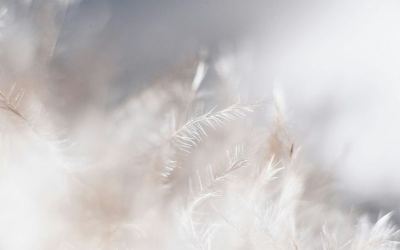 Hagoromo : la robe de plumes