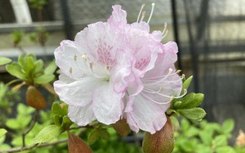 Variété 'Izumikawa'