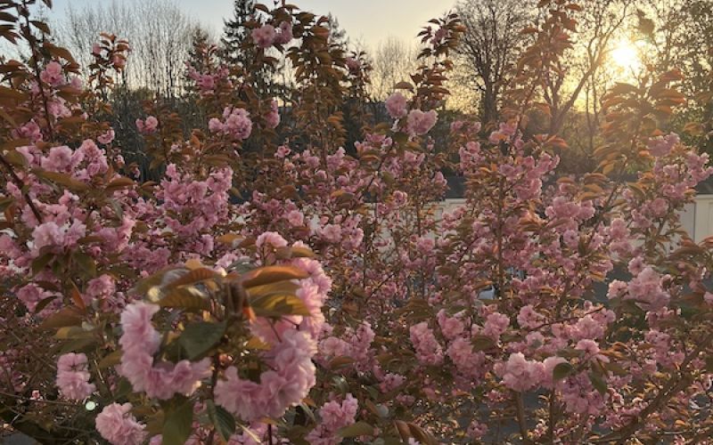Variété de Prunus serrulata 'Kanzan'