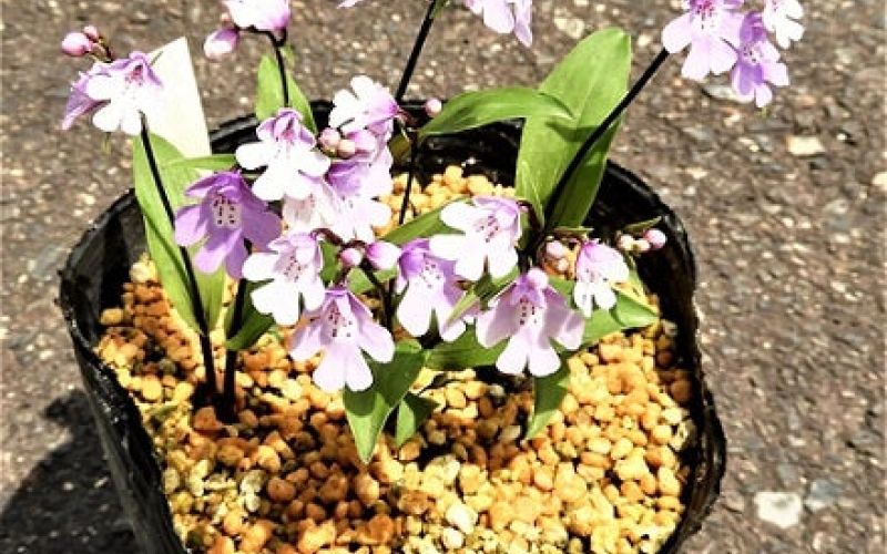 Variété 'Asuka'