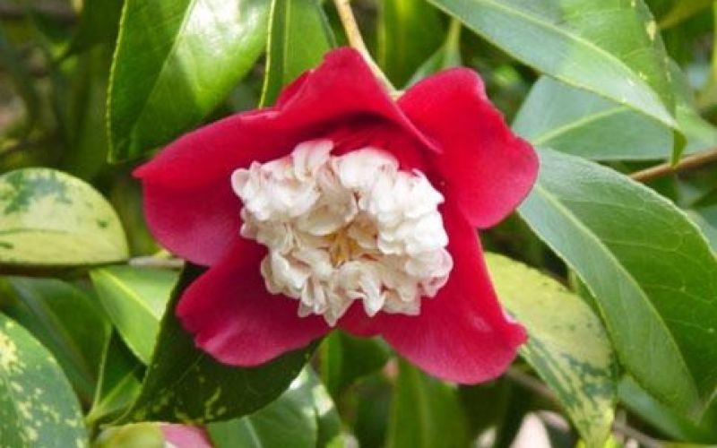 Variété 'Bokuhan'