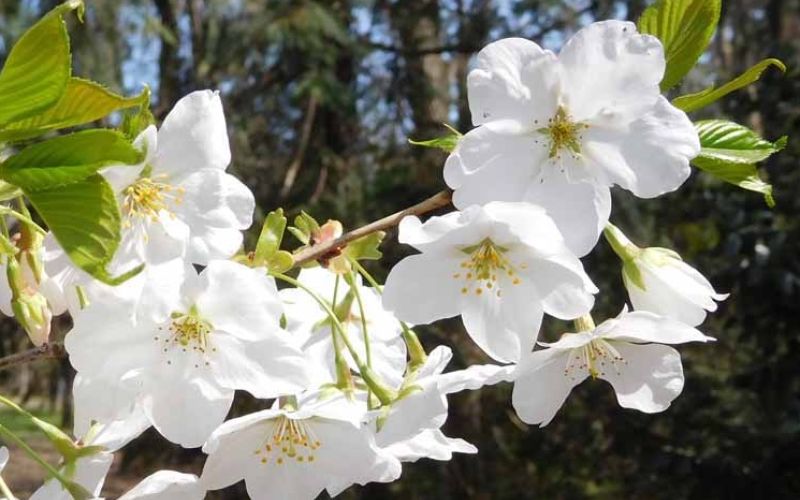 Variété 'Izu-yoshino'