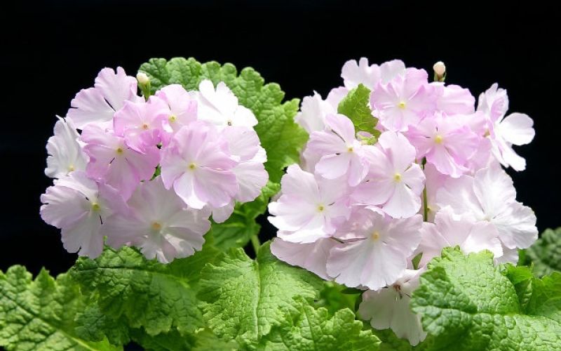 Variété 'Sakura-no-miya', Kamogarden©