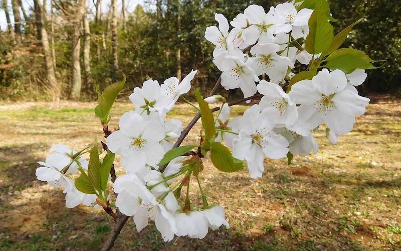 Variété 'Amagi-yoshino'