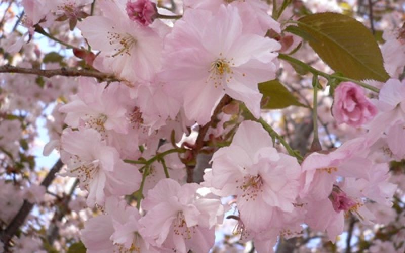 Variété 'Taoyame', photographie de la ville d'Inazawa©