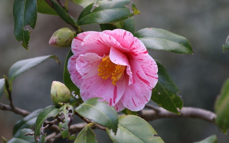 Variété 'Waka-no-ura'