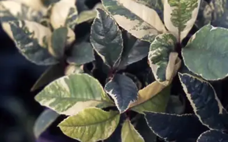 Variété 'Ito-nishiki'
