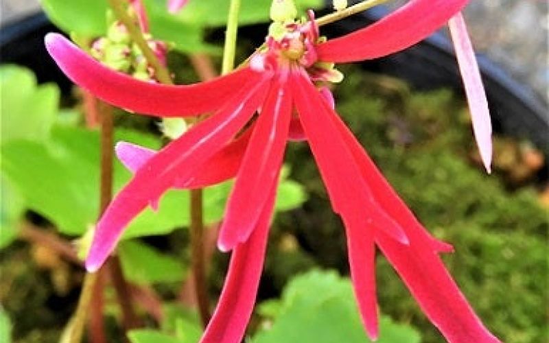 Variété 'Hi-no-mai'