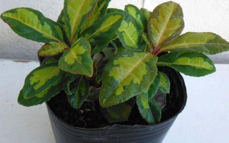 Variété 'Hōkan'