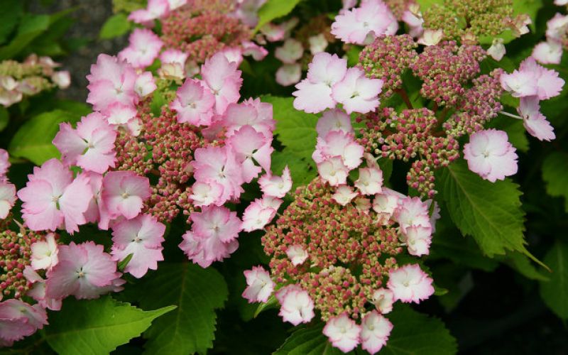 Variété 'Hatsukoi'