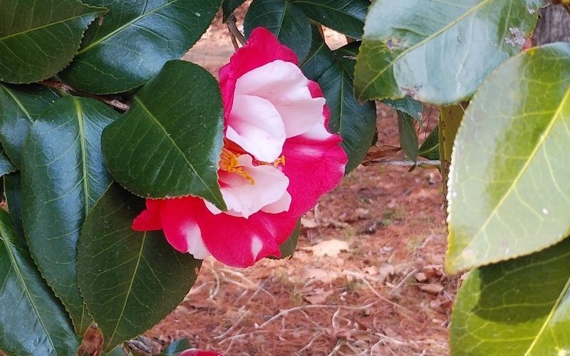 Variété de Camellia japonica 'Mikenjaku'