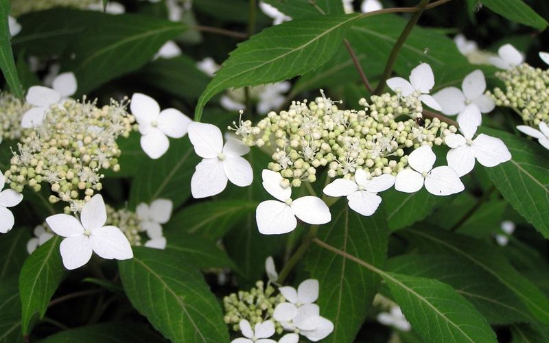 Variété 'Amagi-amacha'