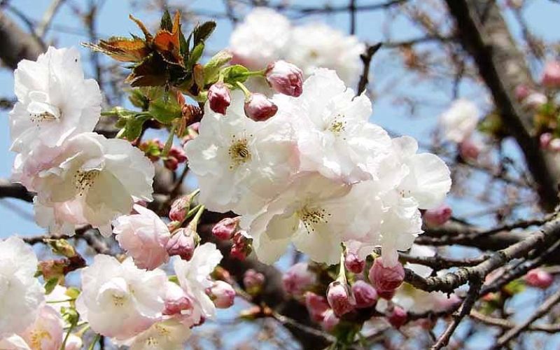 Variété 'Hokuhō'