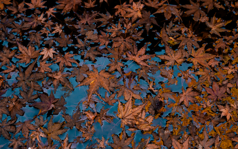 Variété 'Nishiki-gawa'