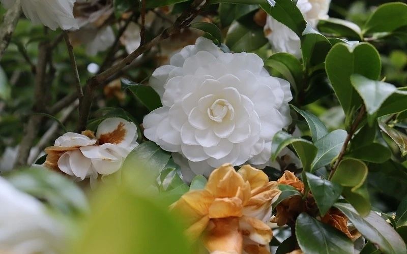 Variété 'Satsuma'